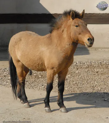 Лошадь Пржевальского оказалась вторично одичавшим домашним животным -  Рамблер/новости