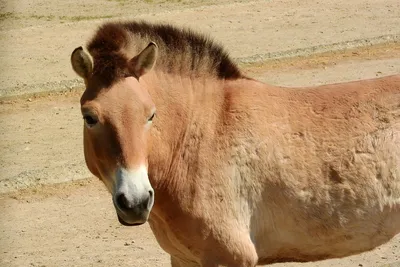 Лошадь Пржевальского - Лошади | Некоммерческий учебно-познавательный  интернет-портал Зоогалактика