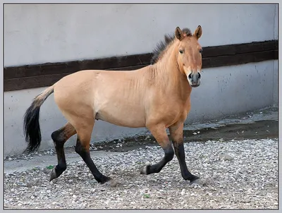 Лошадь Пржевальского: родня, но не предок