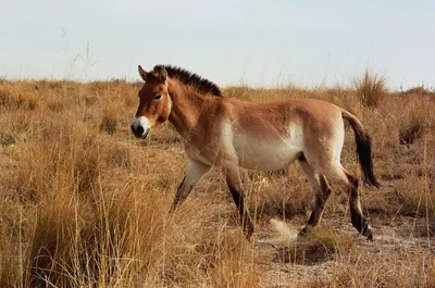 Лошади Пржевальского - новые питомцы Самарского зоопарка | Prokoni.ru
