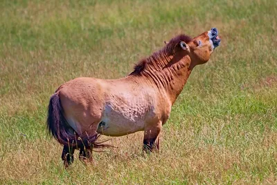 Видали, как смеются лошади Пржевальского? » Гай ру — новости, объявления
