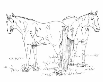 Раскраска Лошадь | Раскраски антистресс Животные. Сложные  раскраски-антистресс с животными.