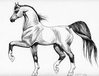 Как нарисовать лошадь поэтапно: легкий мастер-класс для начинающих, как  красиво нарисовать карандашами и красками лошадь (105 фото)