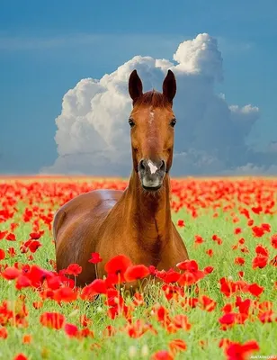Лошадь в поле с красными цветами — Фотографии на аву | Фотографии лошадей,  Лошадиные породы, Красивые существа
