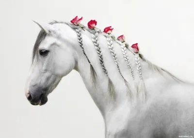 Лошадь с цветами вплетёнными в косички из гривы - авы, картинки, аватары |  Лошадиная грива, Любовь лошадей, Фотографии лошадей