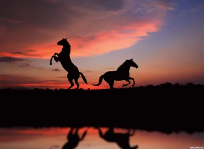 Силуэт вставшей на дыбы лошади на фоне заката — Фото на аву