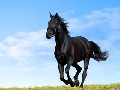 Аватар со скачущей вороной лошадью, красивая картинка лошади на фоне неба —  Картинки для аватара