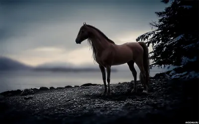 Фото лошади ночью на берегу моря
