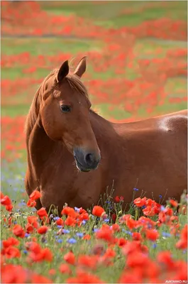 Животные, #Цветы, #Лошади, #аватары, #картинки, #фото, #авы,  https://avatarko.ru/kartinka/29590 | Horses, Pretty horses, Animals  beautiful
