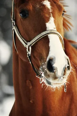 Картинка лошади - 65 фото