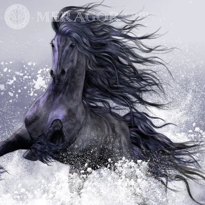 MERAGOR | Красивый черный конь на аву