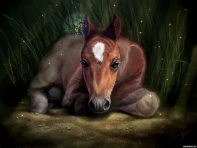 Лошадь лежит в траве и слушает фею — Аватары и картинки