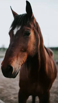 Картинки лошади на аву (100 фото) • Прикольные картинки и позитив