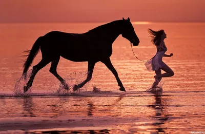 Силуэты бегущих по воде девушки и лошади — Авы и картинки | Лошади,  Животные, Девушка и лошадь