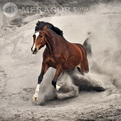 MERAGOR | Скачущая лошадь на аву