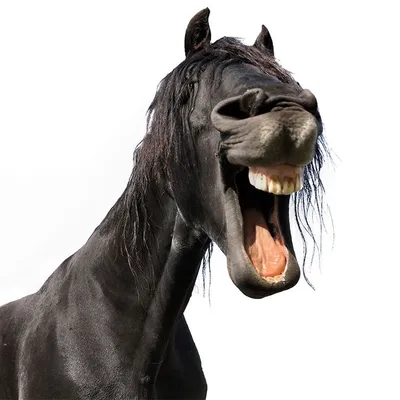 Лошадь: прикольное фото на аву - SY | Лошади, Забавные зверюшки, Фотографии  животных
