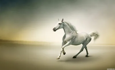 Влюбленные лошади - 75 фото