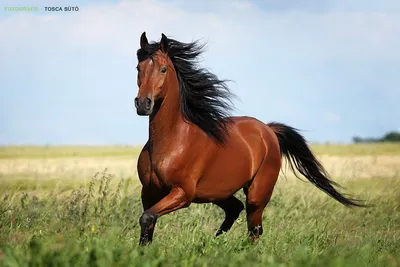 Лошади красивые - 77 фото