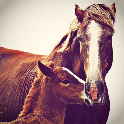 Картинка арабского скакуна, скачать аватары с лошадьми — Картинки и авы