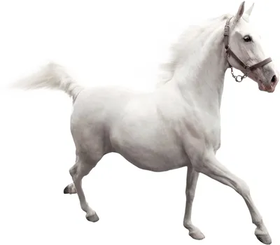 Картинки лошадей на белом фоне