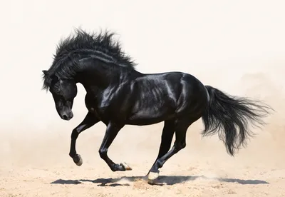 8 лошадей черно-белый цвет на белом фоне Иллюстрация вектора - иллюстрации  насчитывающей пустыня, портрет: 247382453