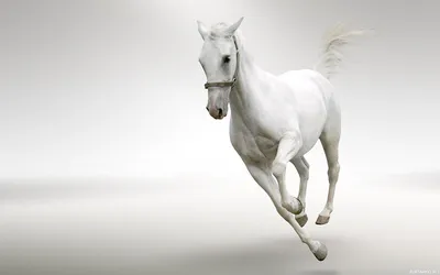 Картинки табун, лошадей, скачет, по, воде, на, белом, фоне - обои  2560x1600, картинка №471555