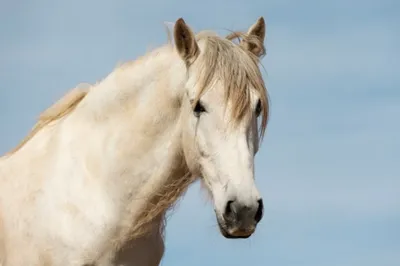 Скачущая белая лошадь на белом фоне — Фотографии для аватара