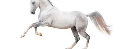 многоугольные лошади в 3d на белом фоне, многоугольное животное, поли,  низкополигональная фон картинки и Фото для бесплатной загрузки