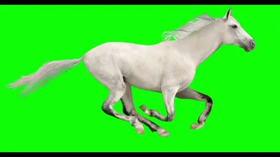 Запуск много белых лошадей в изоляции на белом фоне Стоковое Изображение -  изображение насчитывающей скачет, пусто: 211284511