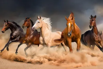 Картинки по запросу лошади на белом фоне | Horse wallpaper, White horses,  Horses