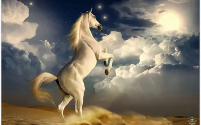 305 536 рез. по запросу «Домашняя лошадь» — изображения, стоковые  фотографии, трехмерные объекты и векторная графика | Shutterstock