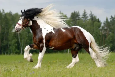 Мультяшная белая лошадь - 65 фото
