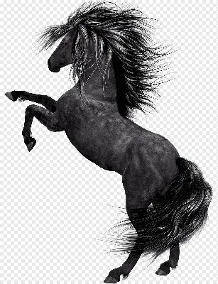 Арт черный конь на белом фоне - 68 фото