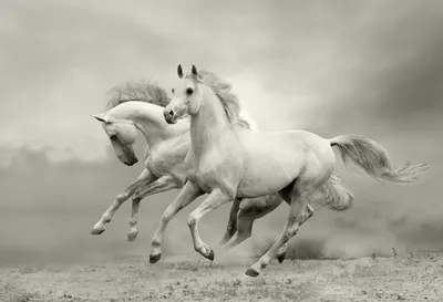 Три Бесплатных Лошадей Happily Trotting На Белом Фоне — стоковые фотографии  и другие картинки Три объекта - iStock