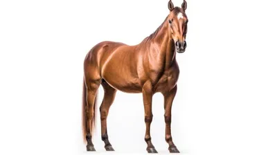 изображение коричневой лошади стоящей на белом фоне, клипарт изображение  лошади фон картинки и Фото для бесплатной загрузки