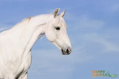 Лошадь бежит изолированно на белом фоне. | Премиум Фото