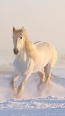 Арт Белая лошадь скачущая по воде - обои на телефон