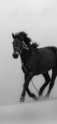 Обои воды лошадь, конь, жеребец, графический дизайн, графика на телефон  Android, 1080x1920 картинки и фото бесплатно
