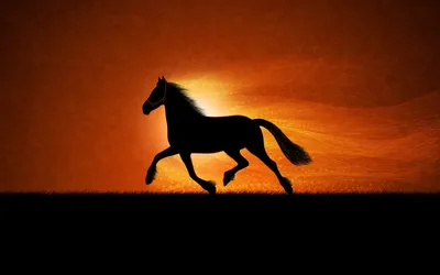 Обои для рабочего Арабские лошади Лошади Free Live HD Мобильные телефоны  Android, Android, лошадь, белый, кобыла png | PNGWing