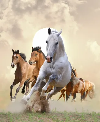 Desktop Wallpapers Horses Run Animals 3102x3784