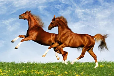 Обои на телефон лошадь, конь, бурый, взгляд - скачать бесплатно в высоком  качестве из категории \"Животные\"
