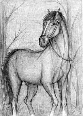 карандашный рисунок лошади, нарисованные лошади картинки, лошадь, перевозка  фон картинки и Фото для бесплатной загрузки