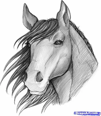 белая лошадь нарисована карандашами на бумаге, картинки рисунков лошадей,  лошадь, Рисование фон картинки и Фото для бесплатной загрузки