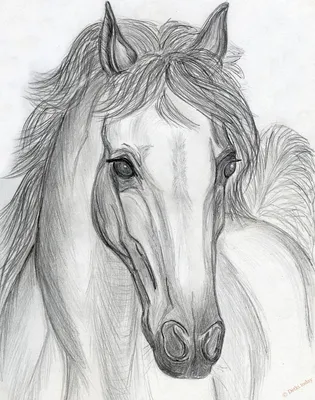 Картинки лошадей нарисованные карандашом фотографии