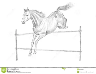Рисование Карандашный набросок, дизайн, любовь, лошадь png | PNGEgg