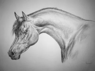 Лошадь рисунок боком - 75 фото