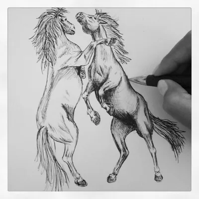 Красивый эскиз карандаша - лошадь Иллюстрация штока - иллюстрации  насчитывающей чертеж, яркое: 72323448