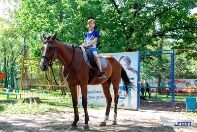 Конь Единорог Пегас Хоурс, конь, лошадь, белый png | PNGEgg