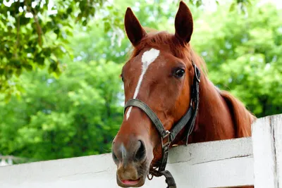 Пегас лошадь сердитый животное спорт талисман команды значок | Бесплатный  шаблон дизайна