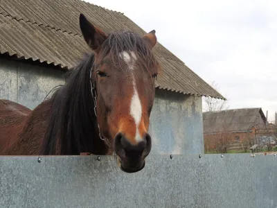 ♘ Лошадки ♘ Пегасы,единороги и другие мифические лошади ♘ | ВКонтакте